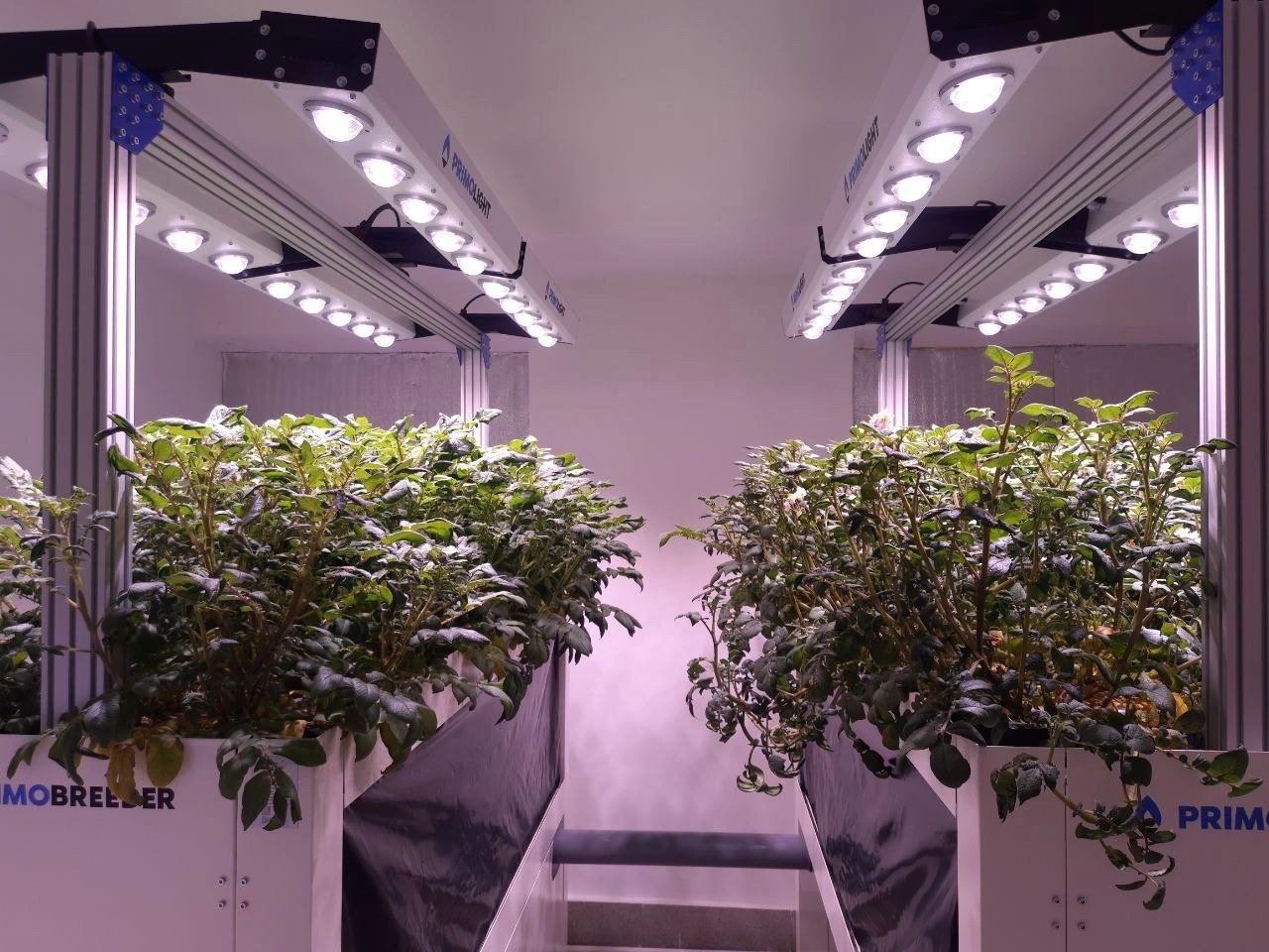 Инновационную разработку для круглогодичного выращивания картофеля создал резидент технопарка «Университетский»